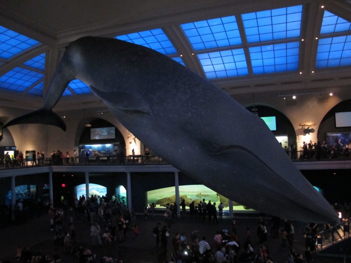 Wal im Museum of Natural History
