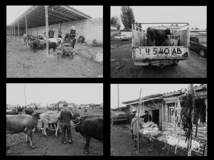 Viehmarkt Karakol Kirgistan Zentralasien