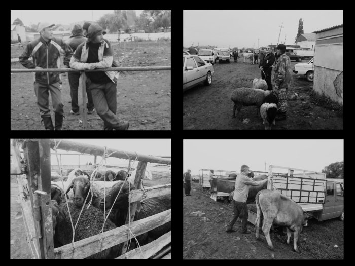 Viehmarkt Karakol Kirgistan Zentralasien